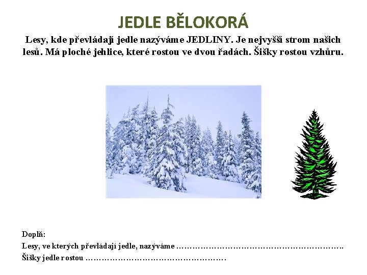 JEDLE BĚLOKORÁ Lesy, kde převládají jedle nazýváme JEDLINY. Je nejvyšší strom našich lesů. Má