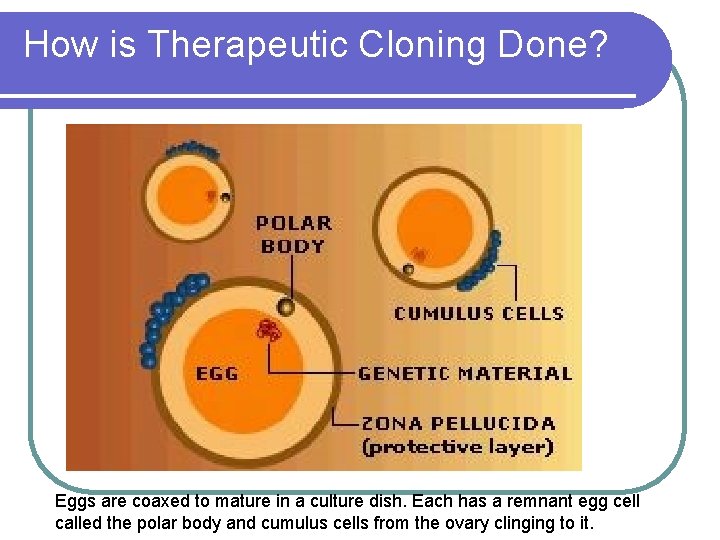 How is Therapeutic Cloning Done? Eggs are coaxed to mature in a culture dish.