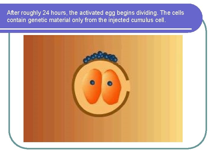 After roughly 24 hours, the activated egg begins dividing. The cells contain genetic material