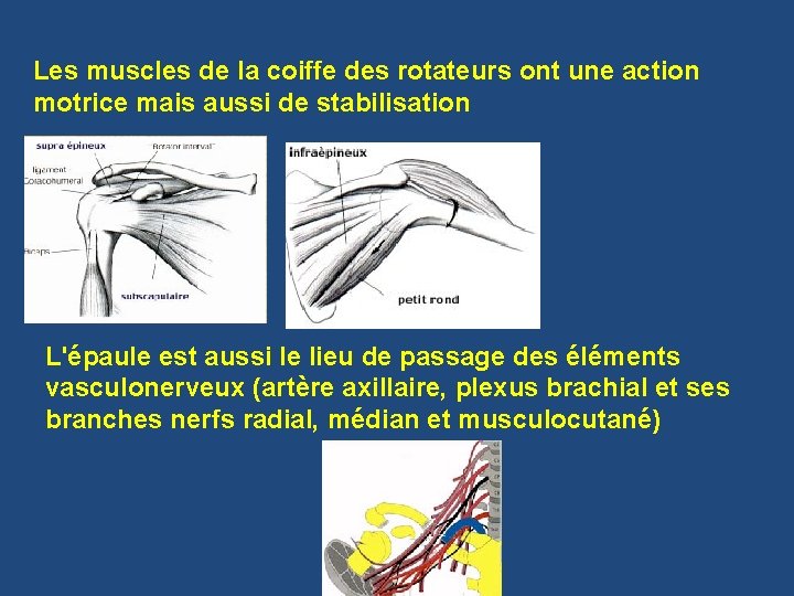 Les muscles de la coiffe des rotateurs ont une action motrice mais aussi de