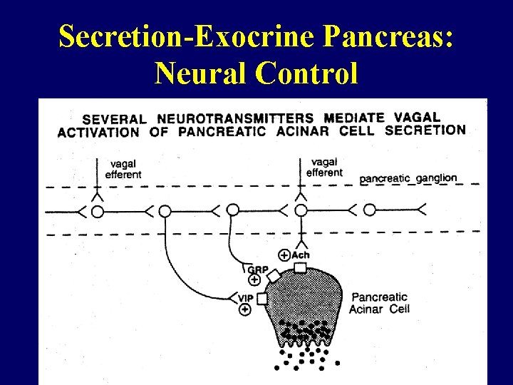 Secretion-Exocrine Pancreas: Neural Control 