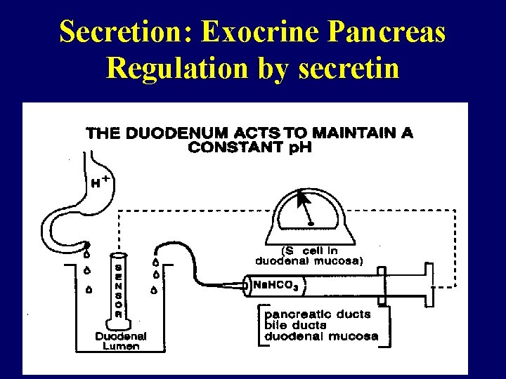 Secretion: Exocrine Pancreas Regulation by secretin 