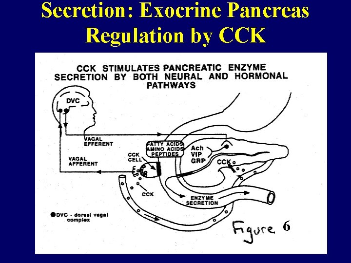 Secretion: Exocrine Pancreas Regulation by CCK 6 