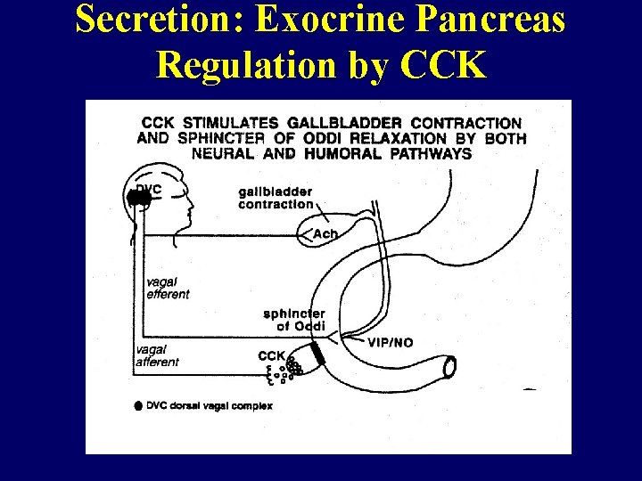 Secretion: Exocrine Pancreas Regulation by CCK 7 