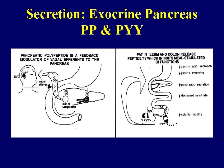 Secretion: Exocrine Pancreas PP & PYY 