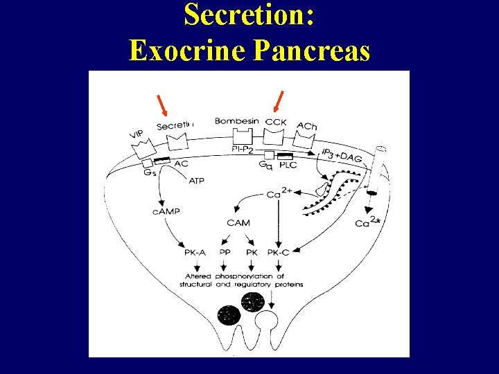 Secretion: Exocrine Pancreas 