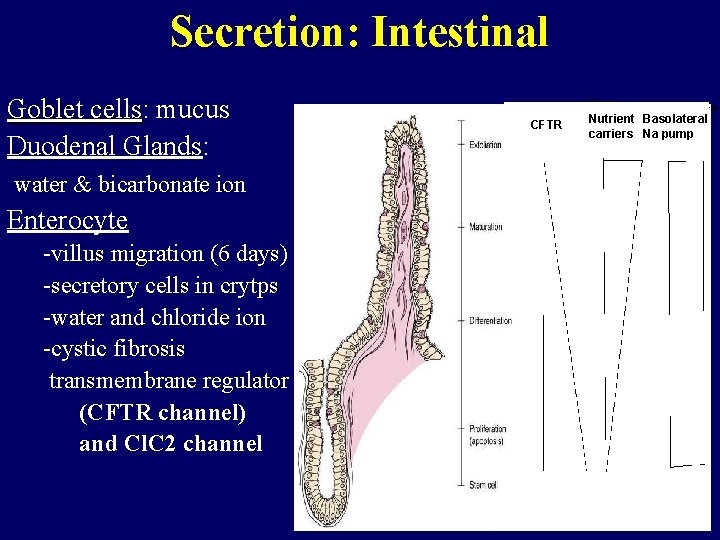 Secretion: Intestinal Goblet cells: cells mucus Duodenal Glands: water & bicarbonate ion Enterocyte -villus