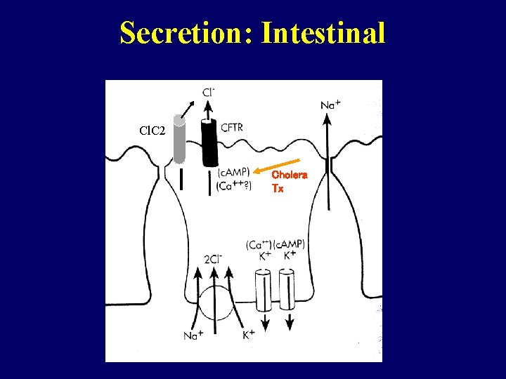 Secretion: Intestinal Cl. C 2 Cholera Tx 