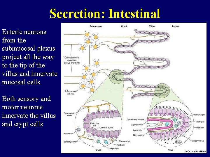 Secretion: Intestinal Enteric neurons from the submucosal plexus project all the way to the