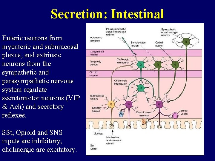 Secretion: Intestinal Enteric neurons from myenteric and submucosal plexus, and extrinsic neurons from the