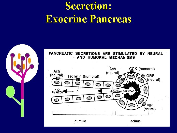 Secretion: Exocrine Pancreas 