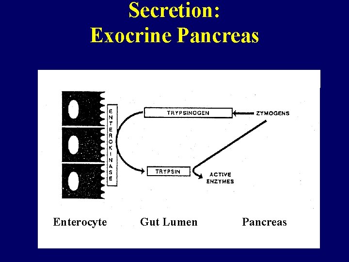 Secretion: Exocrine Pancreas Enterocyte Gut Lumen Pancreas 