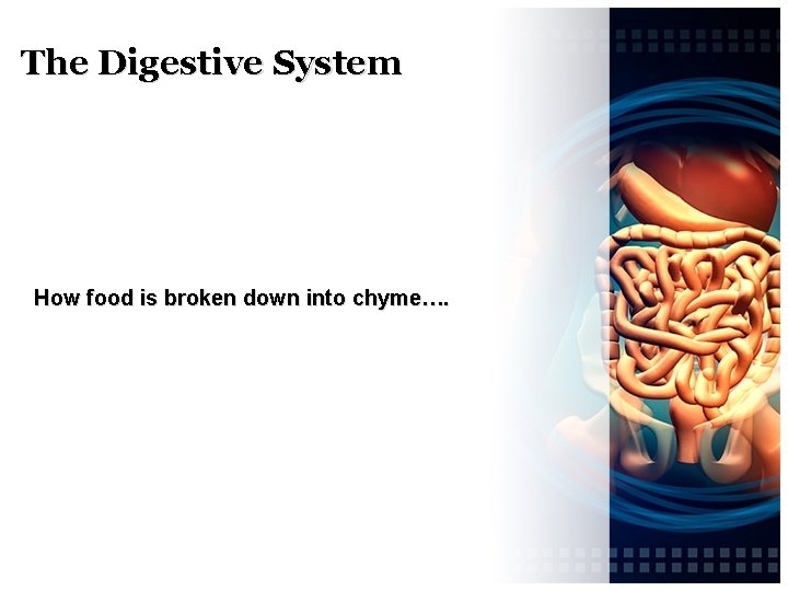 The Digestive System How food is broken down into chyme…. 