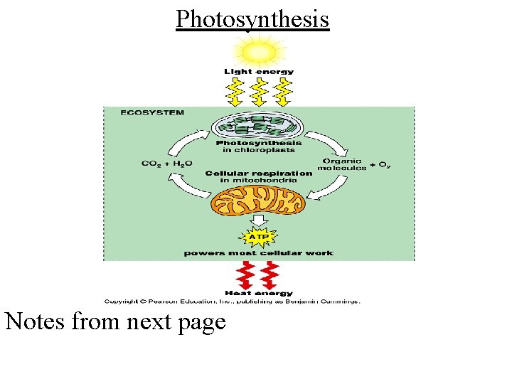 Photosynthesis Notes from next page 