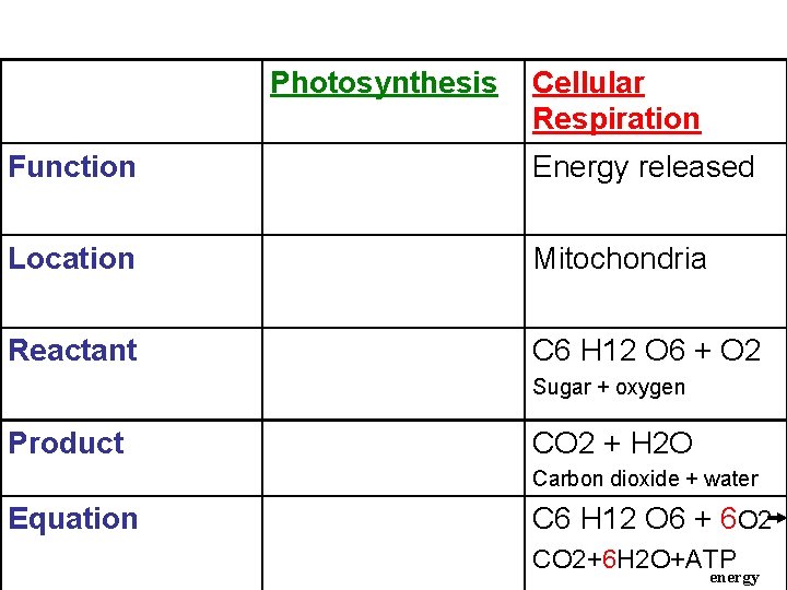 Photosynthesis Cellular Respiration Function Energy released Location Mitochondria Reactant C 6 H 12 O