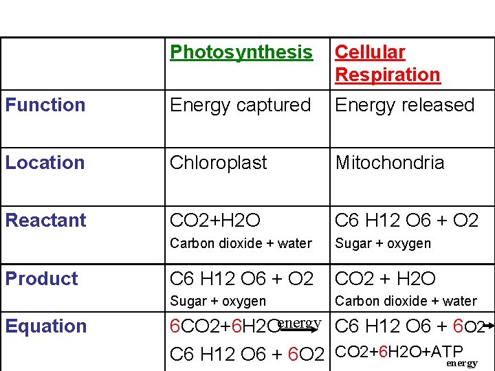 Photosynthesis Cellular Respiration Function Energy captured Energy released Location Chloroplast Mitochondria Reactant CO 2+H