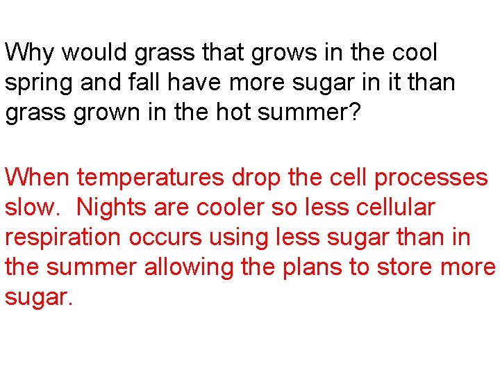 Why would grass that grows in the cool spring and fall have more sugar