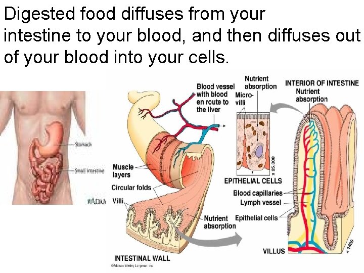 Digested food diffuses from your intestine to your blood, and then diffuses out of