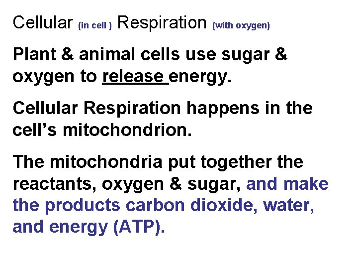 Cellular (in cell ) Respiration (with oxygen) Plant & animal cells use sugar &
