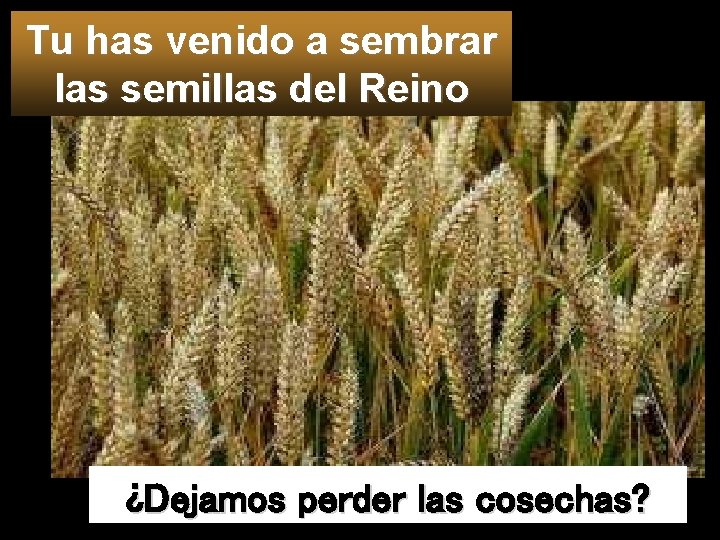 Tu has venido a sembrar las semillas del Reino ¿Dejamos perder las cosechas? 