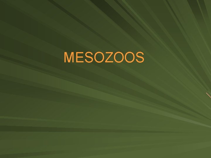 MESOZOOS 