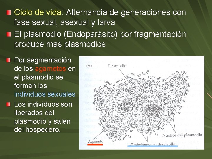 Ciclo de vida: Alternancia de generaciones con fase sexual, asexual y larva El plasmodio