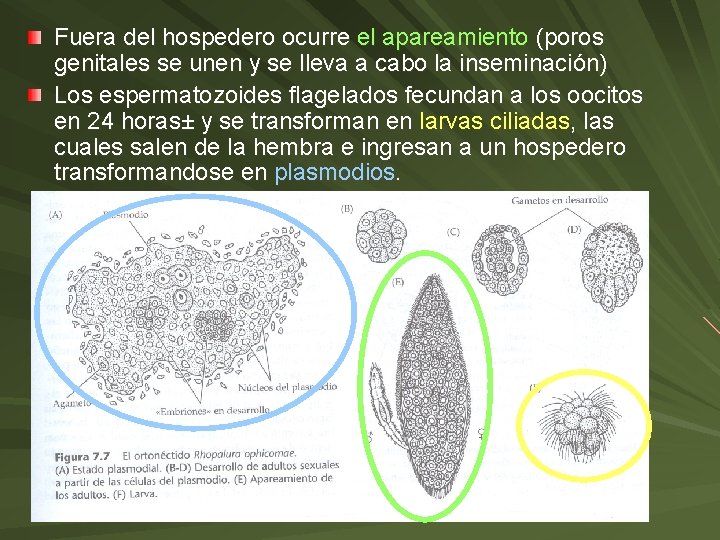 Fuera del hospedero ocurre el apareamiento (poros genitales se unen y se lleva a Fuera del hospedero ocurre el apareamiento (poros genitales se unen y se lleva a