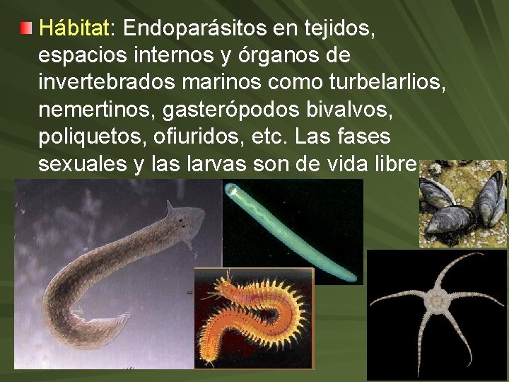 Hábitat: Endoparásitos en tejidos, espacios internos y órganos de invertebrados marinos como turbelarlios, nemertinos,