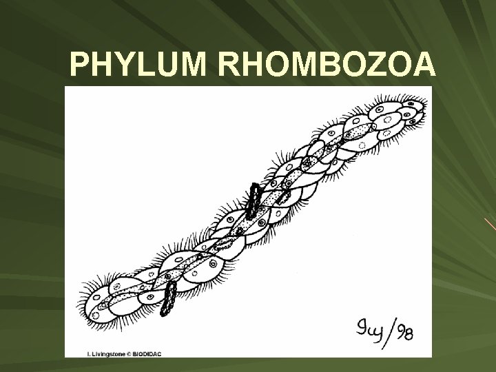 PHYLUM RHOMBOZOA PHYLUM RHOMBOZOA