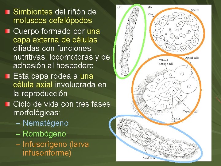 Simbiontes del riñón de moluscos cefalópodos Cuerpo formado por una capa externa de células