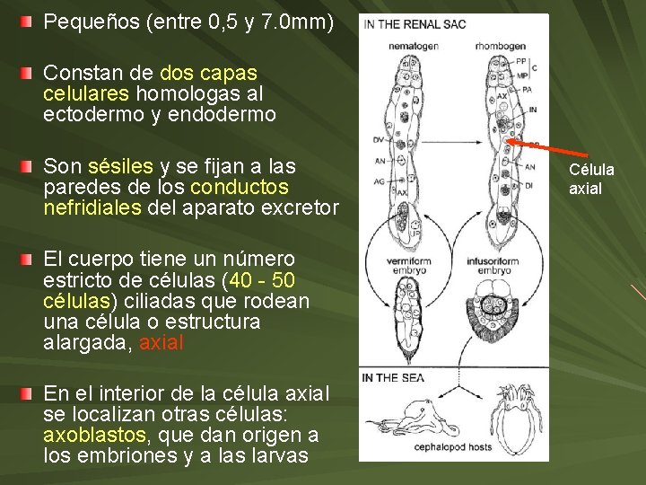 Pequeños (entre 0, 5 y 7. 0 mm) Constan de dos capas celulares homologas