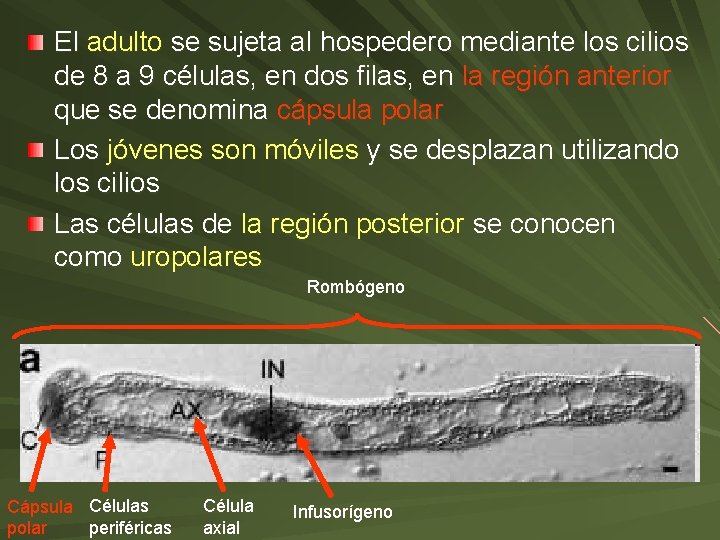 El adulto se sujeta al hospedero mediante los cilios de 8 a 9 células,