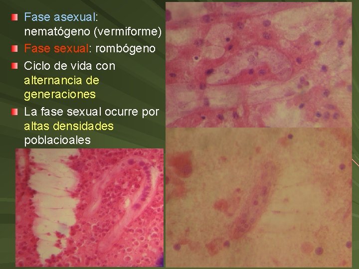Fase asexual: nematógeno (vermiforme) Fase sexual: rombógeno Ciclo de vida con alternancia de generaciones Fase asexual: nematógeno (vermiforme) Fase sexual: rombógeno Ciclo de vida con alternancia de generaciones