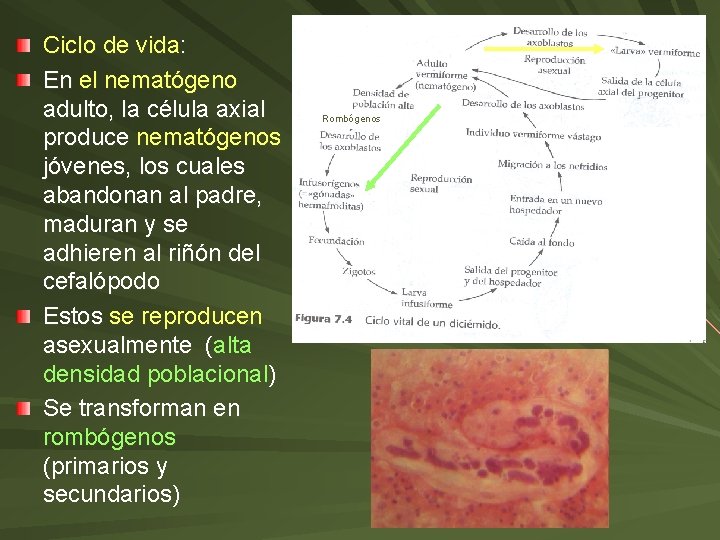 Ciclo de vida: En el nematógeno adulto, la célula axial produce nematógenos jóvenes, los