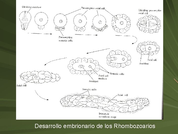 Desarrollo embrionario de los Rhombozoarios 