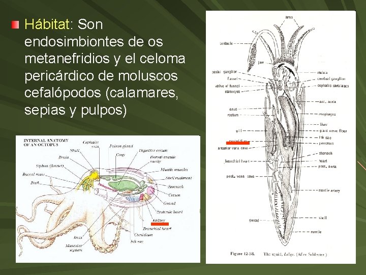 Hábitat: Son endosimbiontes de os metanefridios y el celoma pericárdico de moluscos cefalópodos (calamares,