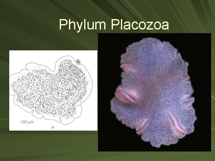 Phylum Placozoa Phylum Placozoa