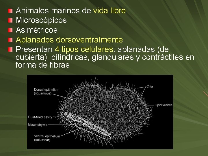 Animales marinos de vida libre Microscópicos Asimétricos Aplanados dorsoventralmente Presentan 4 tipos celulares: aplanadas