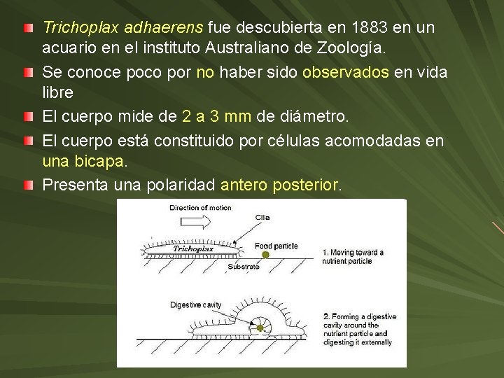 Trichoplax adhaerens fue descubierta en 1883 en un acuario en el instituto Australiano de Trichoplax adhaerens fue descubierta en 1883 en un acuario en el instituto Australiano de