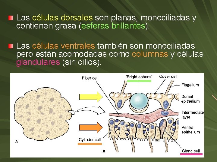 Las células dorsales son planas, monociliadas y contienen grasa (esferas brillantes). Las células ventrales Las células dorsales son planas, monociliadas y contienen grasa (esferas brillantes). Las células ventrales