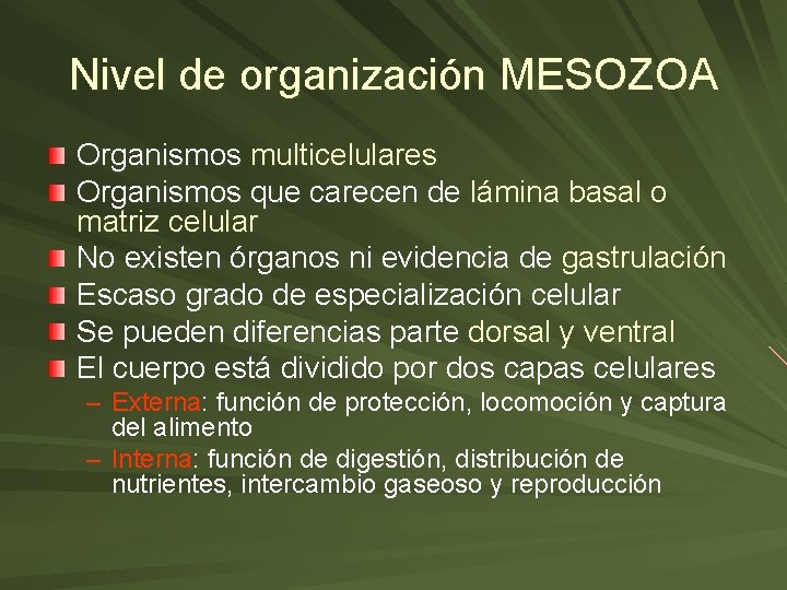 Nivel de organización MESOZOA Organismos multicelulares Organismos que carecen de lámina basal o matriz