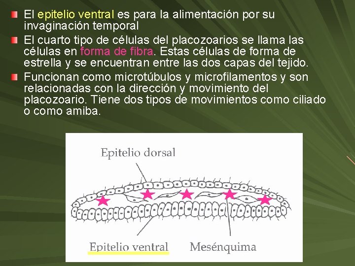 El epitelio ventral es para la alimentación por su invaginación temporal El cuarto tipo