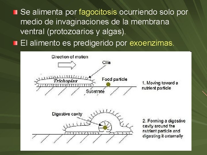 Se alimenta por fagocitosis ocurriendo solo por medio de invaginaciones de la membrana ventral Se alimenta por fagocitosis ocurriendo solo por medio de invaginaciones de la membrana ventral