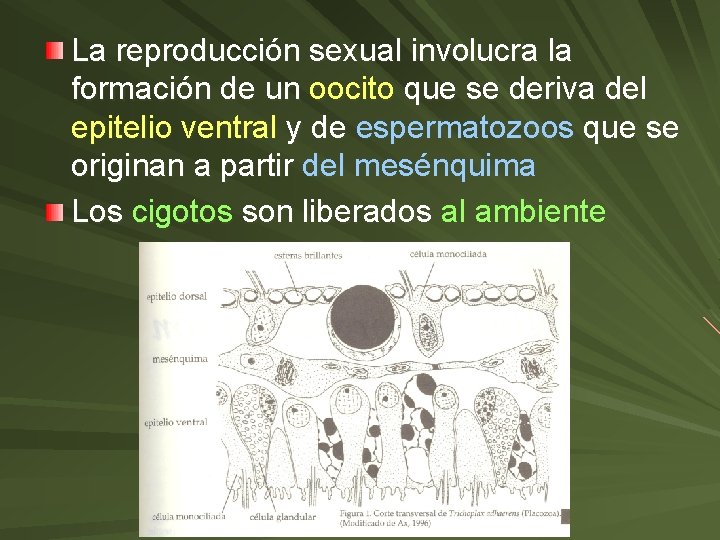 La reproducción sexual involucra la formación de un oocito que se deriva del epitelio