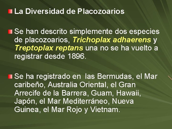 La Diversidad de Placozoarios Se han descrito simplemente dos especies de placozoarios, Trichoplax adhaerens