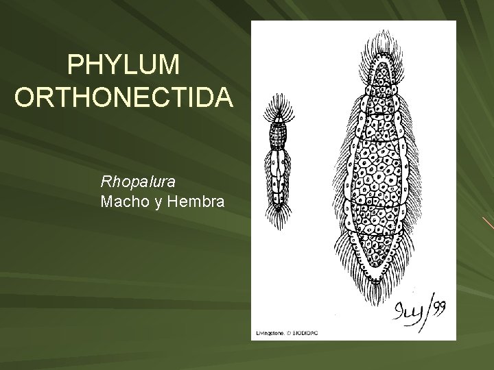 PHYLUM ORTHONECTIDA Rhopalura Macho y Hembra 