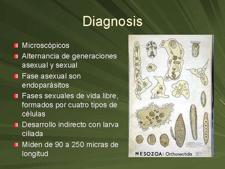 Diagnosis Microscópicos Alternancia de generaciones asexual y sexual Fase asexual son endoparásitos Fases sexuales