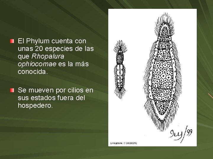 El Phylum cuenta con unas 20 especies de las que Rhopalura ophiocomae es la