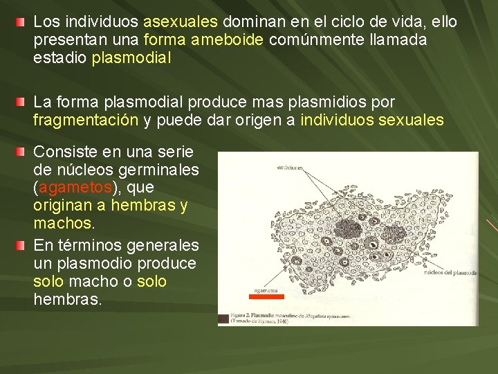 Los individuos asexuales dominan en el ciclo de vida, ello presentan una forma ameboide Los individuos asexuales dominan en el ciclo de vida, ello presentan una forma ameboide