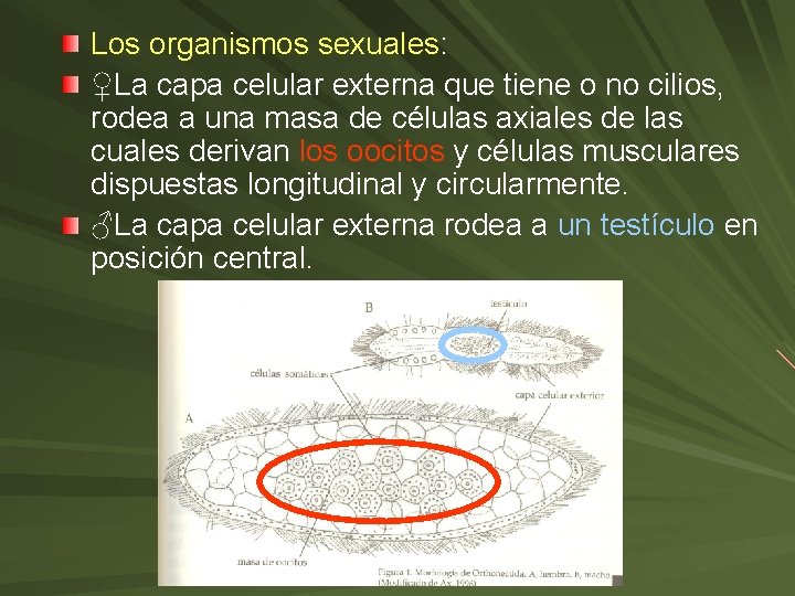 Los organismos sexuales: ♀La capa celular externa que tiene o no cilios, rodea a